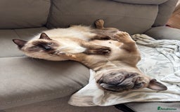 Ragdoll cats for sale: Beautiful Ragdoll kittens open to reasonable offer - Image 20
