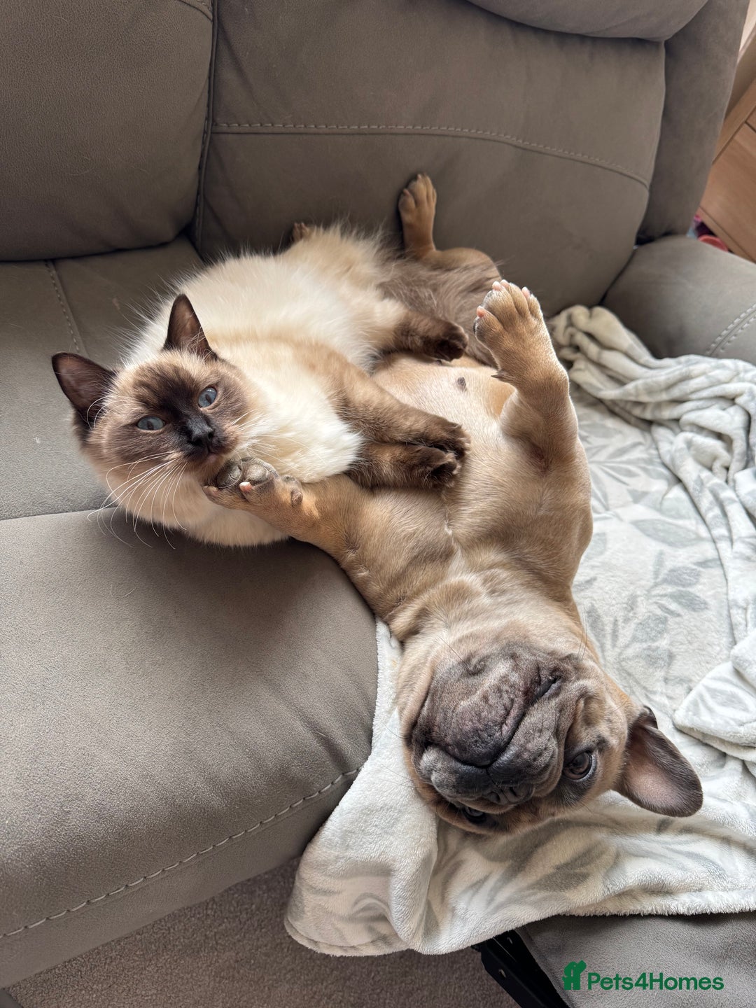 Ragdoll cats for sale: Beautiful Ragdoll kittens open to reasonable offer - Image 20