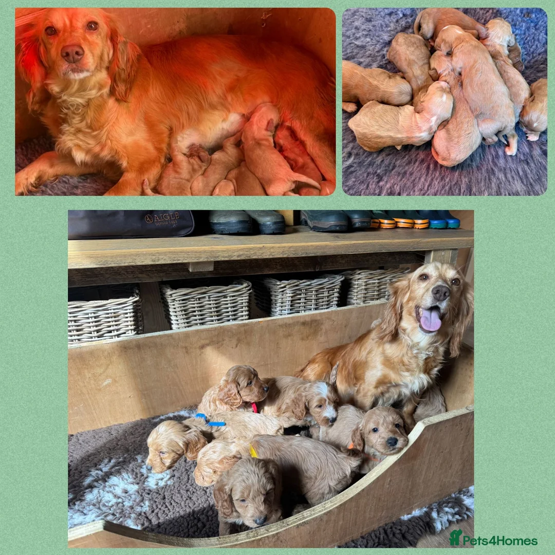 Cockapoo dogs for sale: F1 Cockapoos Puppies in Petworth - Advert 2