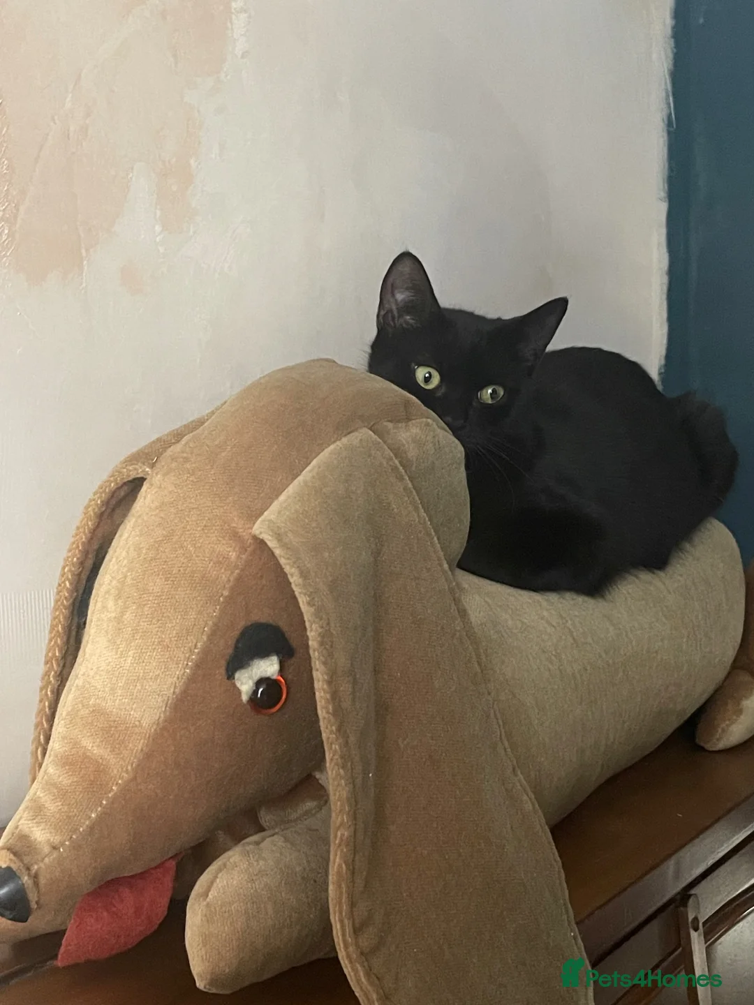 Domestic Shorthair cats for adoption: Star, 8 month old girl  - Advert 2