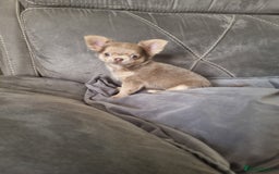 Chihuahua dogs for sale: READY NOW KC Reg Chihuahua boy longhair - Image 10