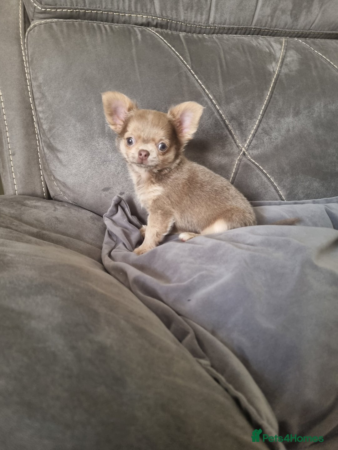 Chihuahua dogs for sale: READY NOW KC Reg Chihuahua boy longhair - Image 10