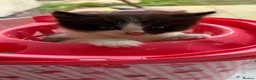 Mixed Breed cats for sale: Adorable kitten for sale, ready now! - Advert 3