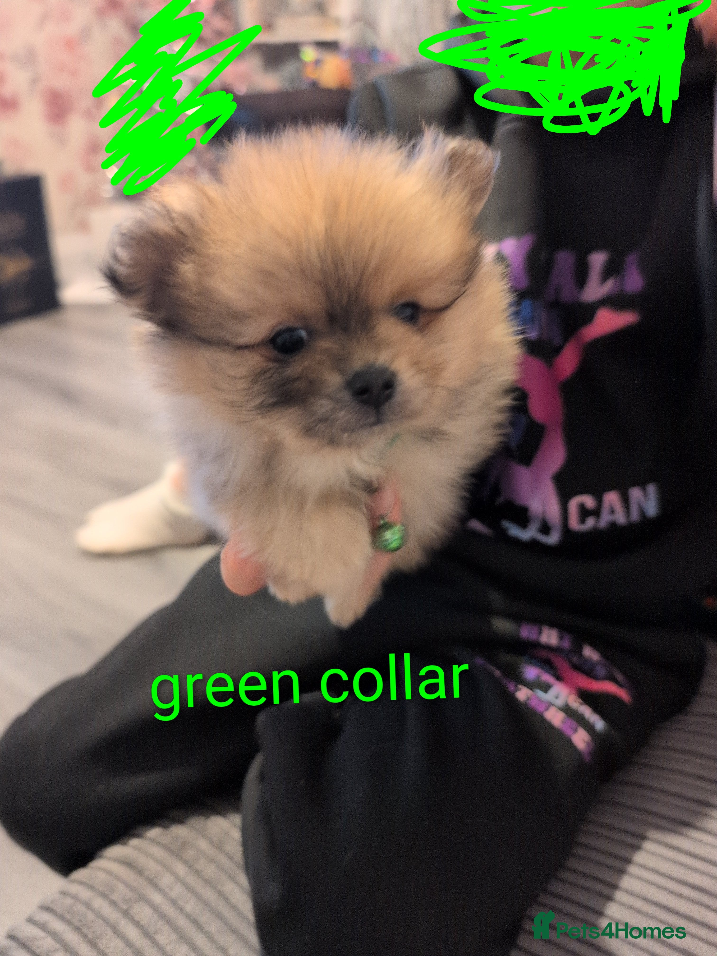 Pomeranian dogs The cutest little Teddy Bear poms price negotiable - Advert 6