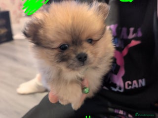 Pomeranian dogs The cutest little Teddy Bear poms price negotiable - Advert 12