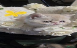 Persian cats for sale: Two beautiful MALE kittens 🐈‍⬛ 🐈‍⬛  - Image 4