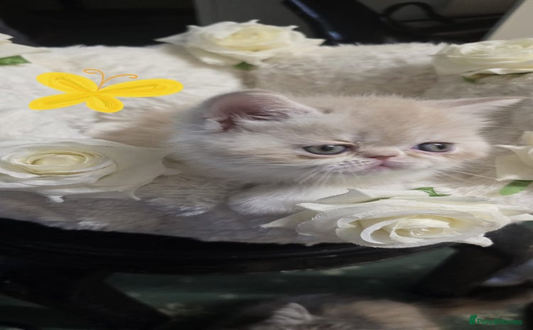 Persian cats - Advert 10