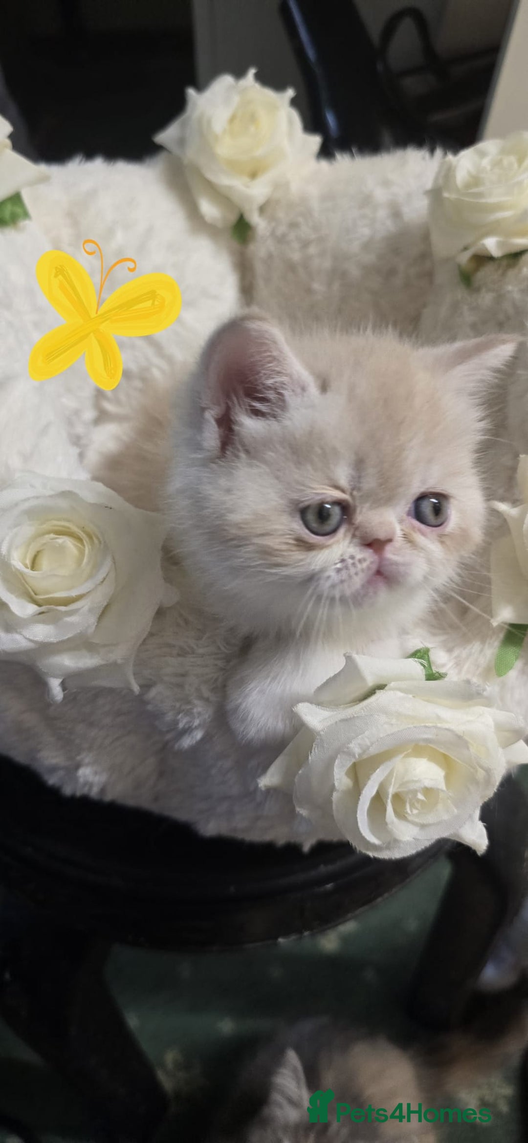 Persian cats for sale: Two beautiful MALE kittens 🐈‍⬛ 🐈‍⬛  - Image 4