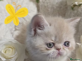 Persian cats - Advert 15