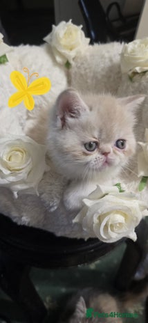 Persian cats - Advert 1