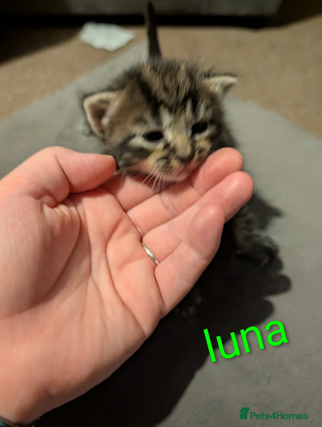Mixed Breed cats for sale: maine coon cross tabby - Advert 1