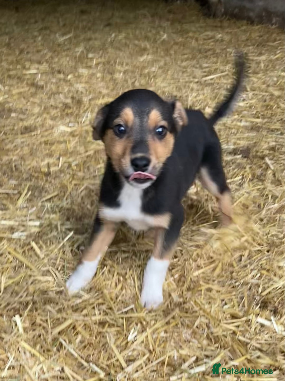 Mixed Breed dogs for sale: Huntaway Cross Breed Puppies - Advert 7
