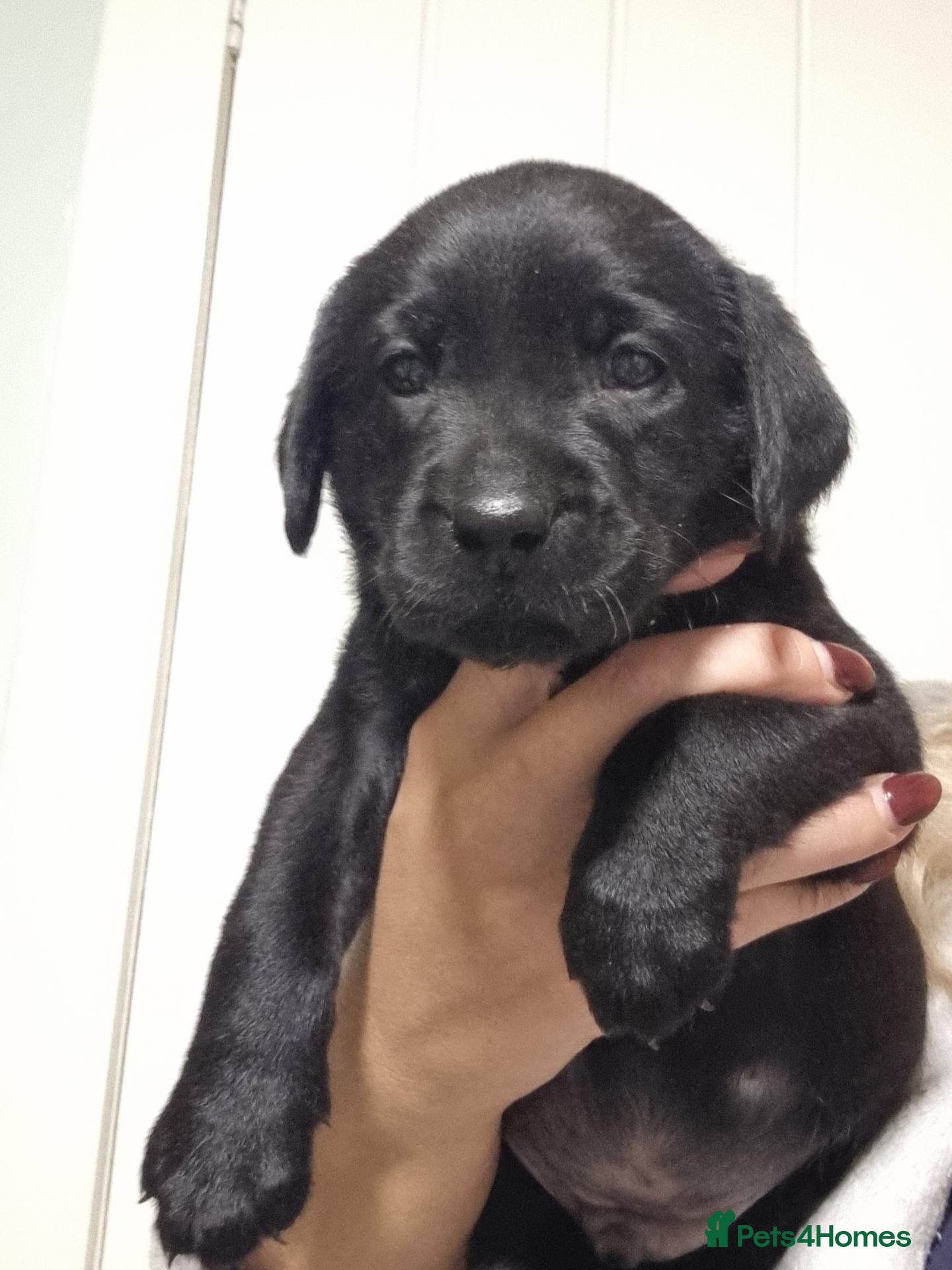 Labrador Retriever dogs LAST BOY FROM FULLY HEALTHTESTED PARENTS HIPS&E0/0 - Advert 16