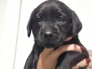 Labrador Retriever dogs LAST BOY FROM FULLY HEALTHTESTED PARENTS HIPS&E0/0 - Advert 16