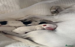 Chihuahua dogs for stud: Handsome little man  - Image 6