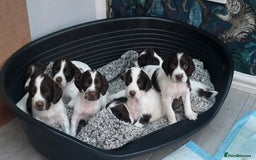 English Springer Spaniel dogs for sale: English Springer Spaniel Puppies - Image 1