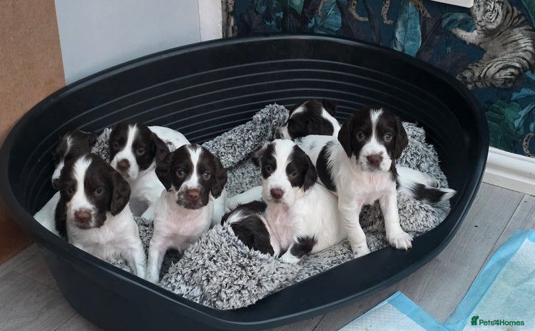 English Springer Spaniel dogs - Advert 10