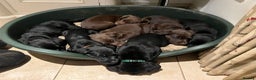 Springador dogs for sale: Springador Puppies for Sale  - Advert 17