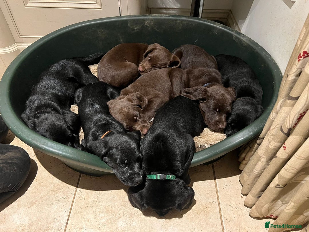 Springador dogs for sale: Springador Puppies for Sale  - Advert 17