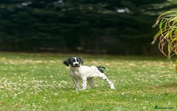 Pointer dogs for sale: "Well Bred" Pointer Puppies - Image 17