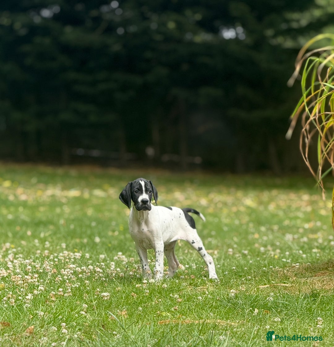 Pointer dogs for sale: "Well Bred" Pointer Puppies - Image 17