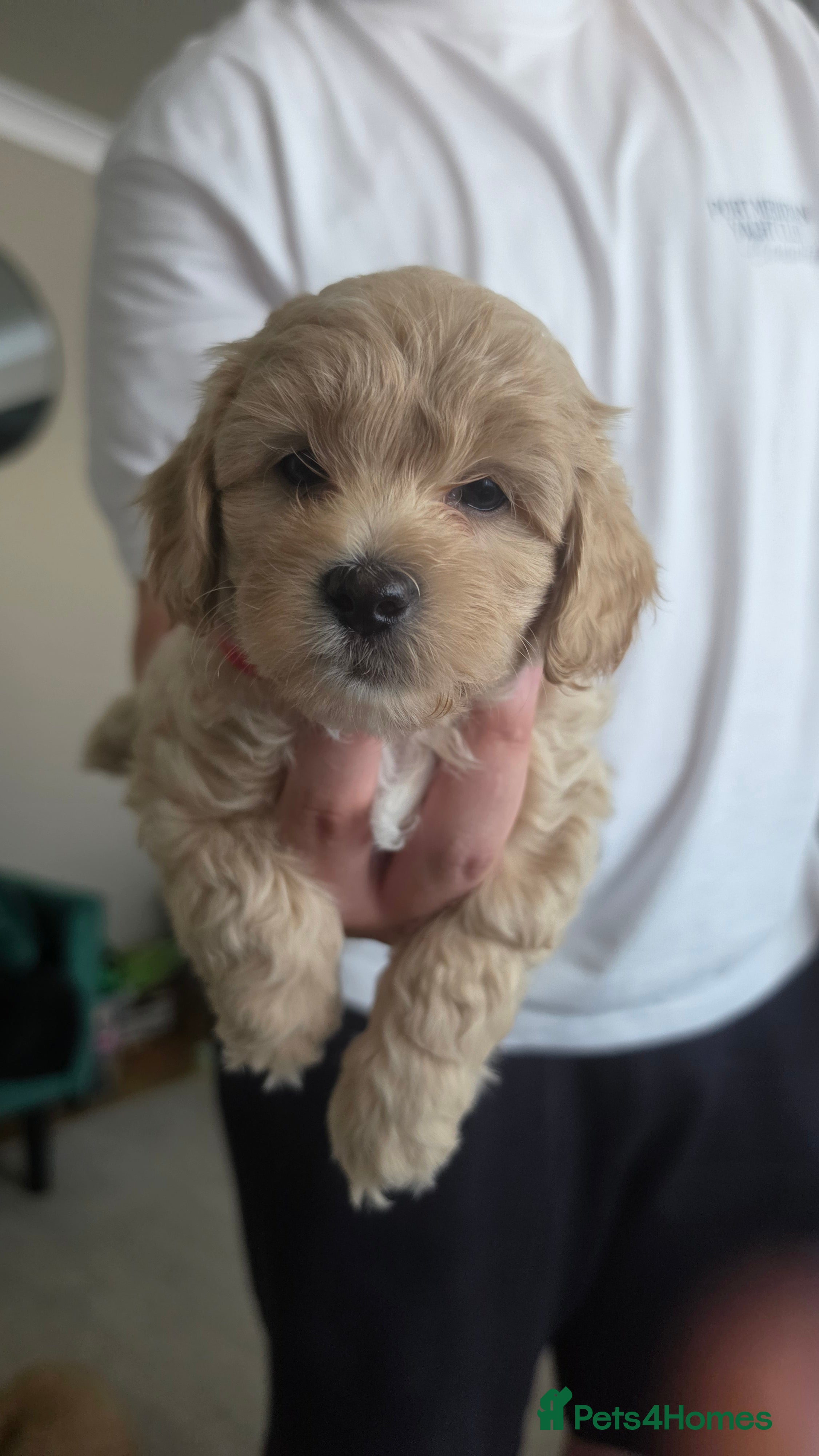 Maltipoo dogs Maltipoo Male Puppies - Advert 2