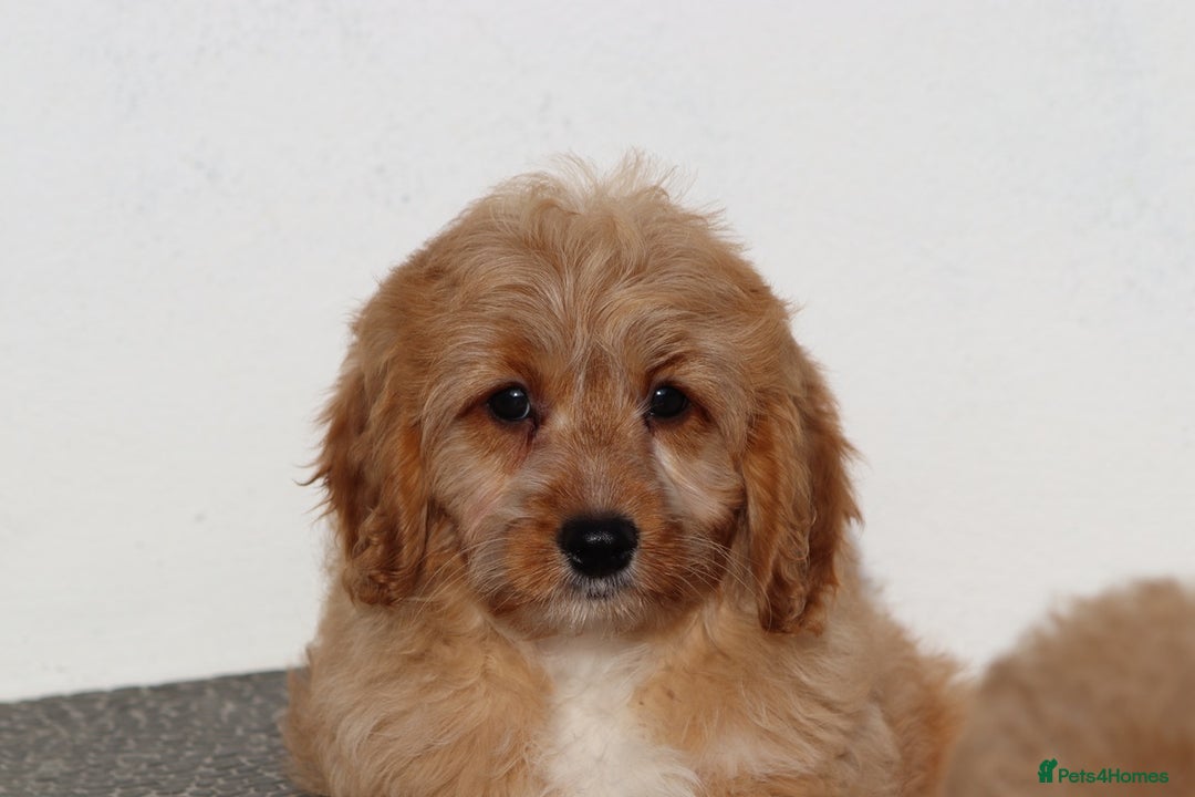 Cavapoo dogs for sale: F1 Cavapoo puppies for sale FULLY VACCINATED - Advert 16