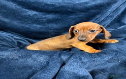 Dachshund dogs for sale: Dachshund Puppies - Image 13