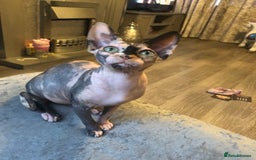 Sphynx cats for sale: ** Glittery Blue/Cream Torti Sphynx Girl ** - Image 17
