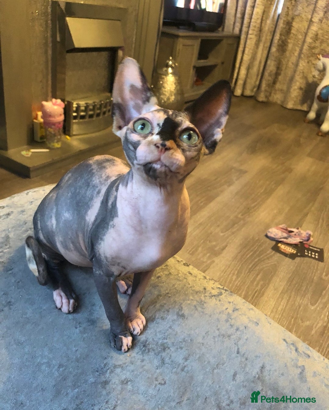 Sphynx cats for sale: ** Glittery Blue/Cream Torti Sphynx Girl ** - Image 17