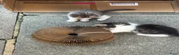 Mixed Breed cats for sale: 6 gorgeous kittens for sale - Advert 26