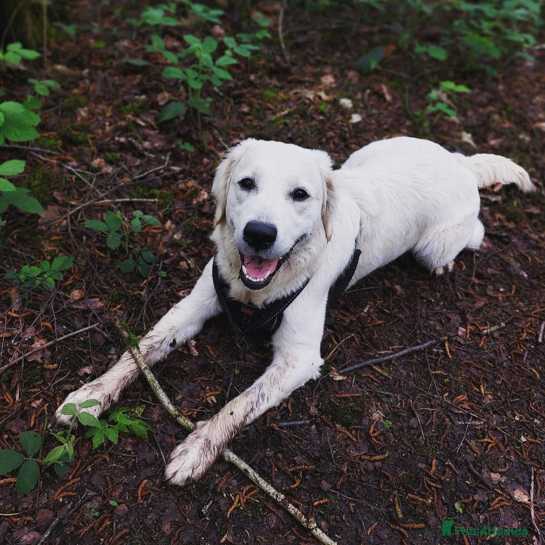 Golden Retriever dogs for sale: Due 01/04 a litter of beautiful Golden retrievers  - Advert 1