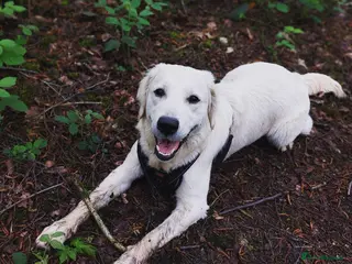 Golden Retriever dogs Due 01/04 a litter of beautiful Golden retrievers in Uttoxeter - Advert 1