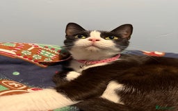 Mixed Breed cats for sale: Beautiful 2 year old moggie  - Image 6