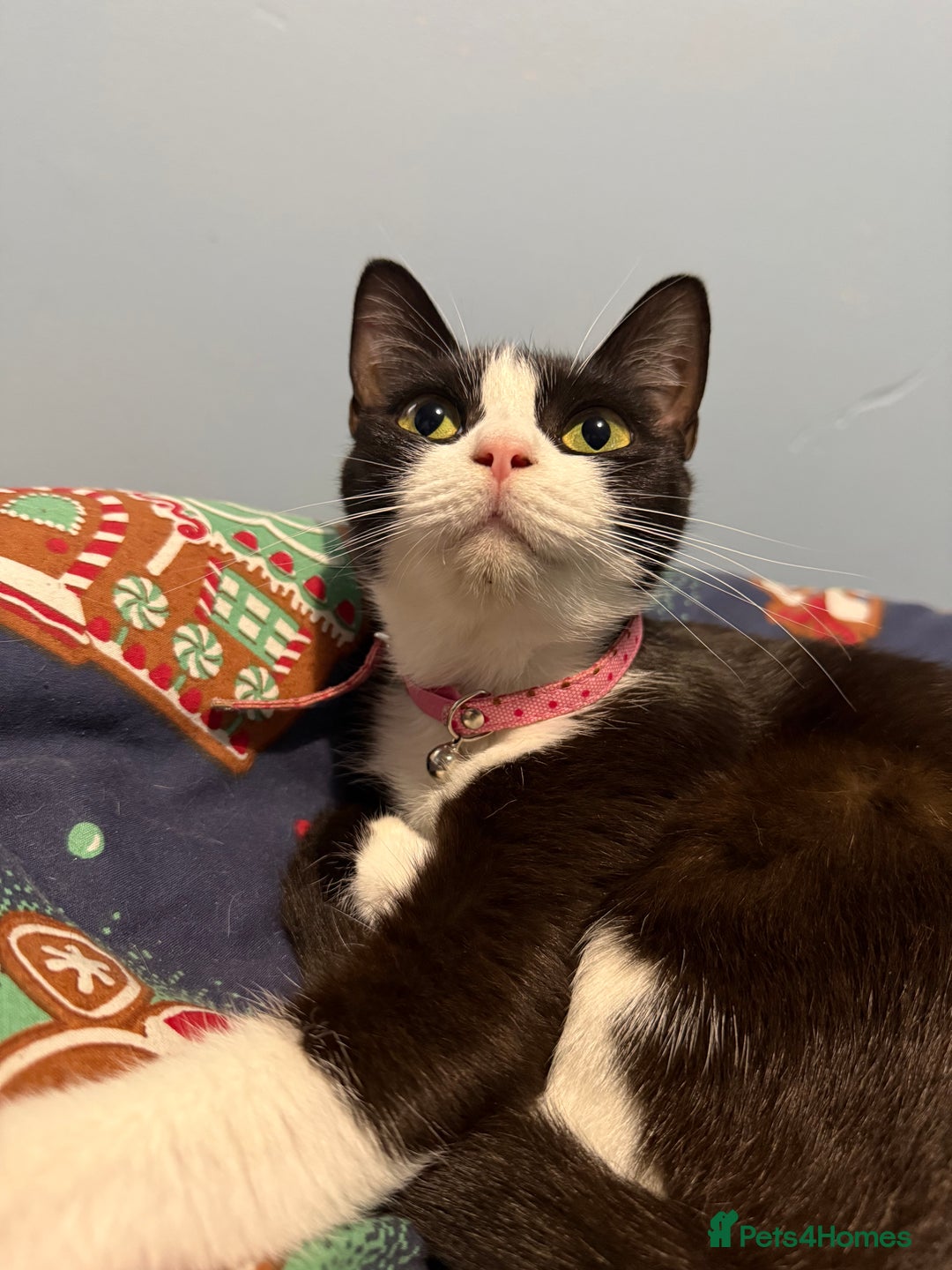 Mixed Breed cats for sale: Beautiful 2 year old moggie  - Image 6
