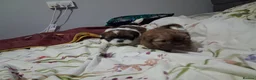 Shih Tzu dogs for sale: Shih tzu.    Two boys available  in Portland - Advert 11