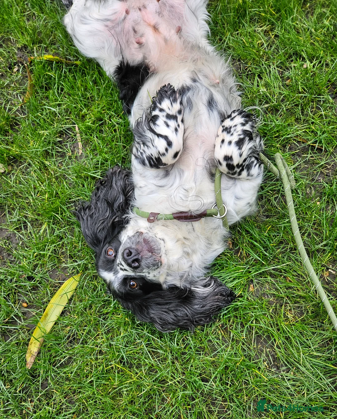 Sprocker dogs for sale: Sprocker female seeking new home  - Advert 6