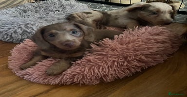 Miniature Dachshund dogs - Advert 6