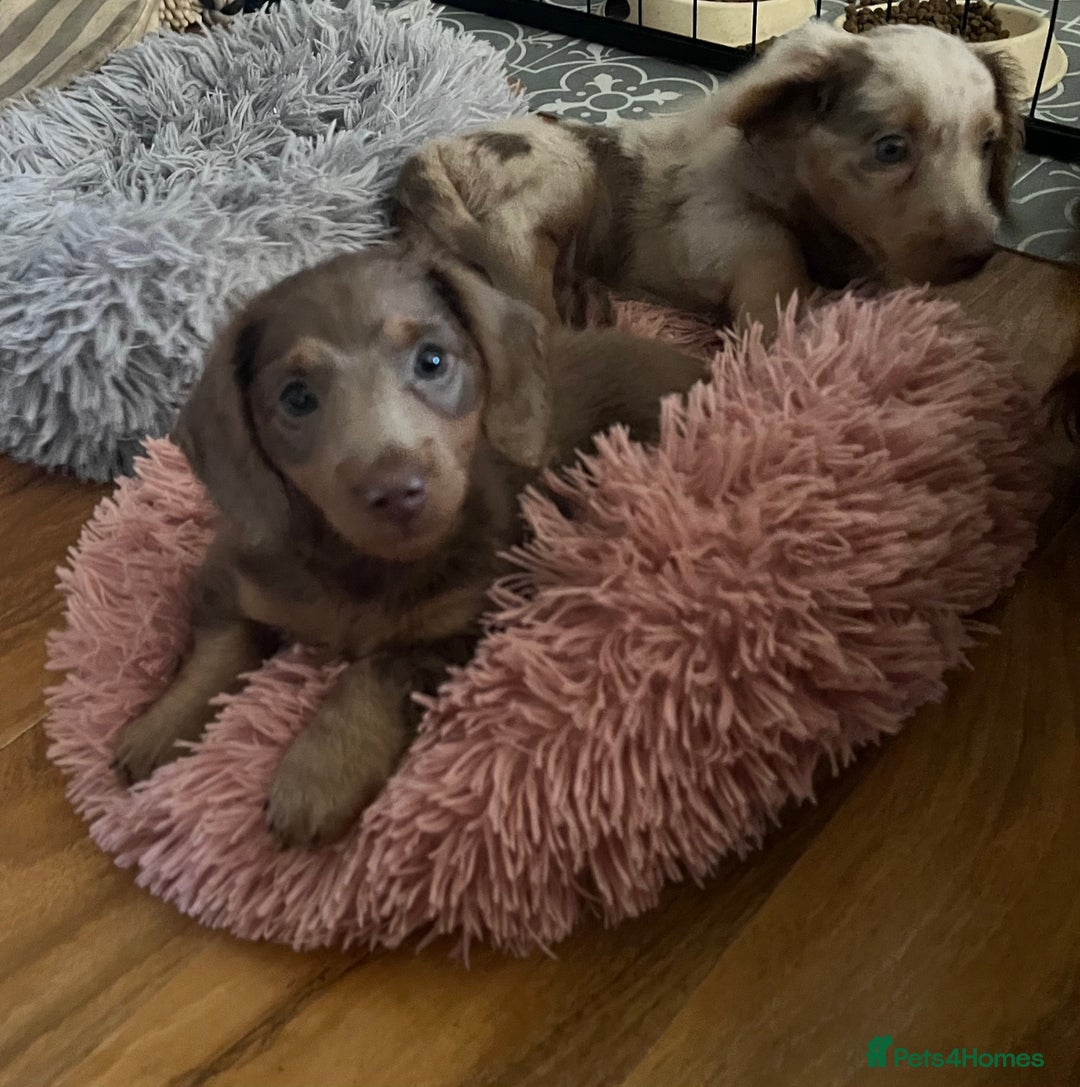 Miniature Dachshund dogs for sale: Mini longhaired Isabella/tan Dachshunds VACCINATED - Image 8