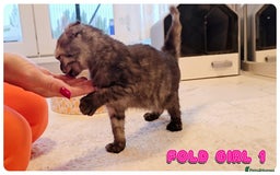 Scottish Fold cats for sale: Adorable scottish fold kittens - Image 6