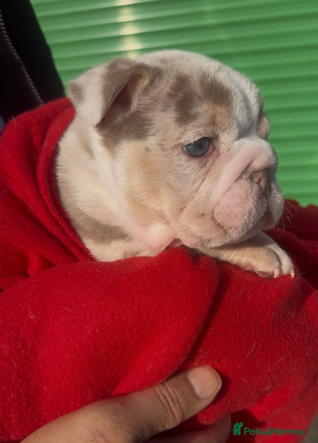 English Bulldog dogs for sale: Beautiful lilac merle female - Advert 5