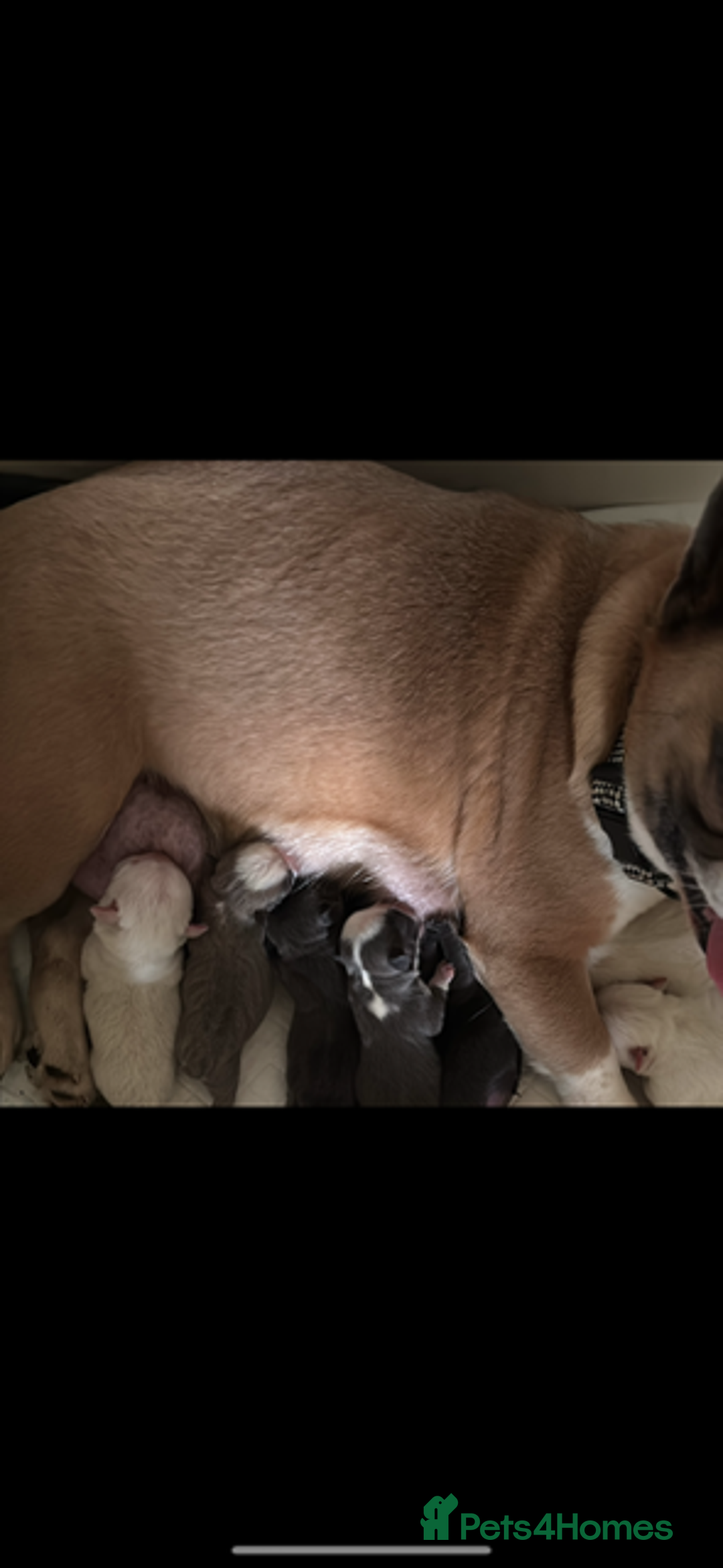 French Bulldog dogs for sale: Female French bulldog  - Advert 13