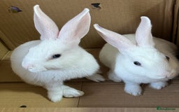 Mixed Breed rabbits for sale: 2 baby bunnies ready for new Homes - Image 2