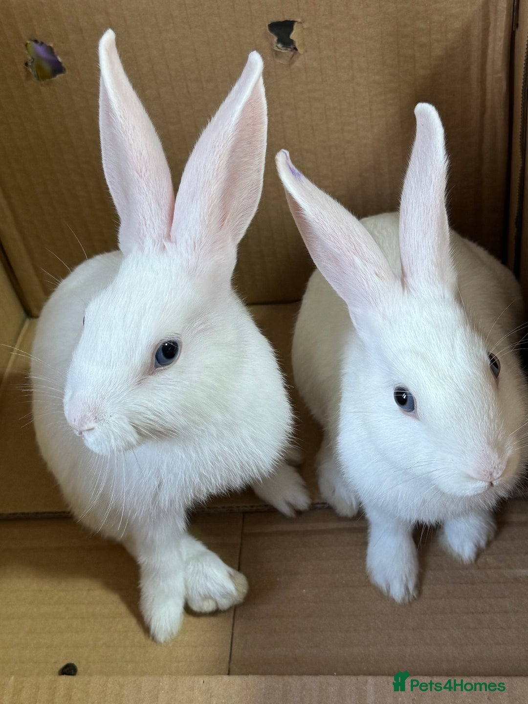 Mixed Breed rabbits for sale: 2 baby bunnies ready for new Homes - Image 2