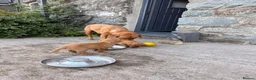 Labrador Retriever dogs for sale: Fox Red KC Registered Labrador Puppies for sale in Blaenau Ffestiniog - Advert 24