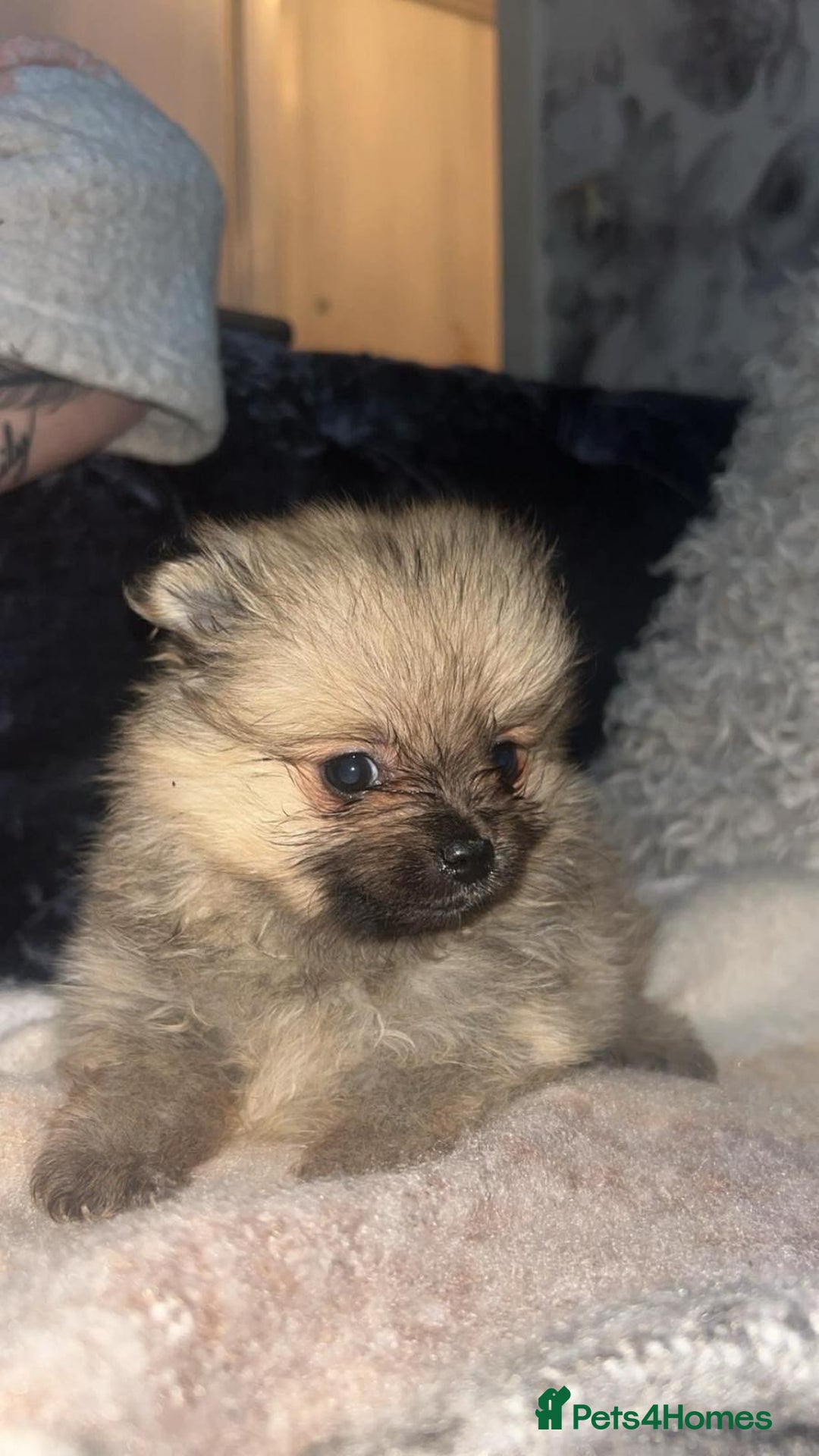 Pomeranian dogs for sale: Toy Pomeranian - Advert 12