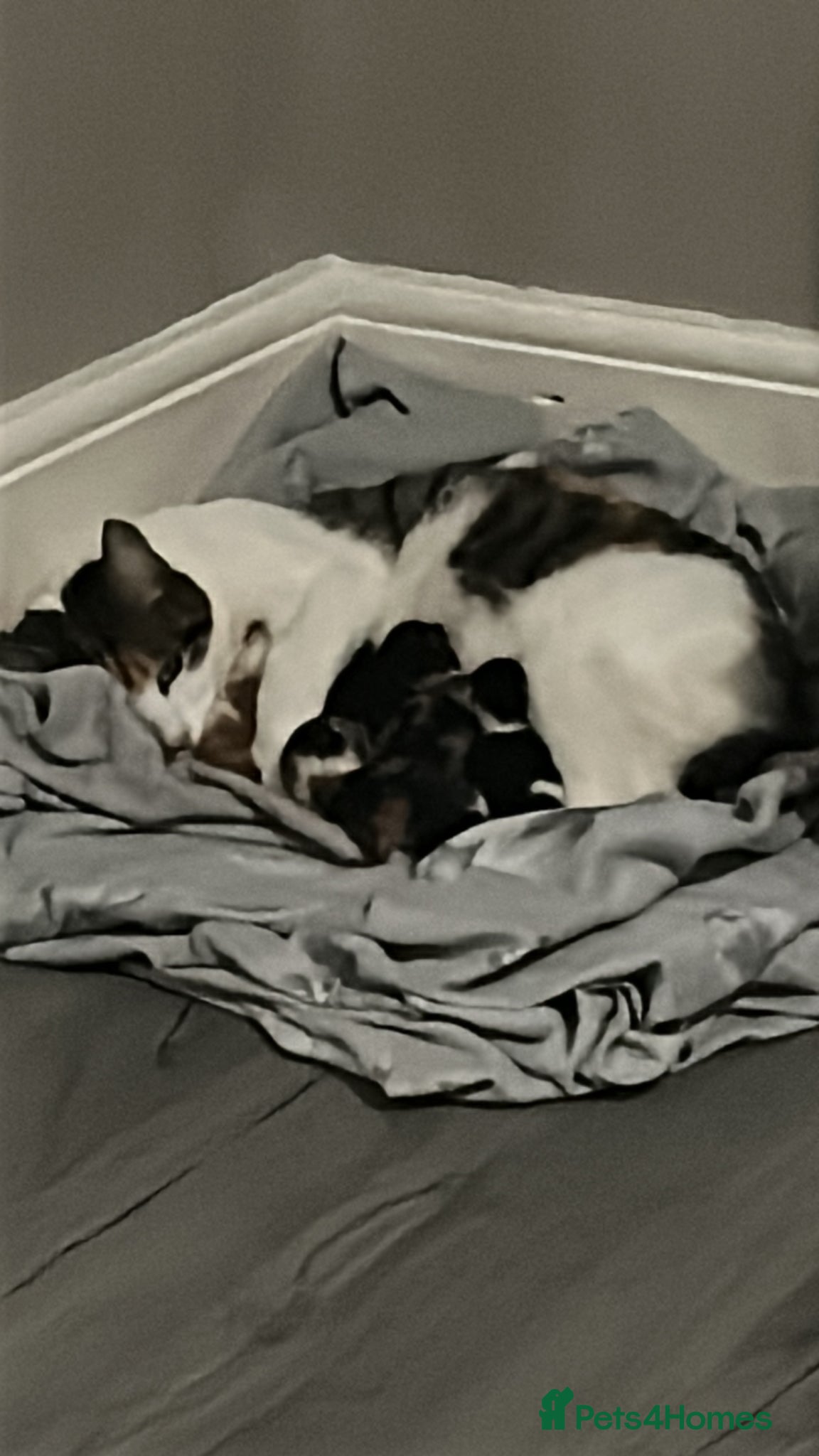 Mixed Breed cats 4 kittens left - Advert 1