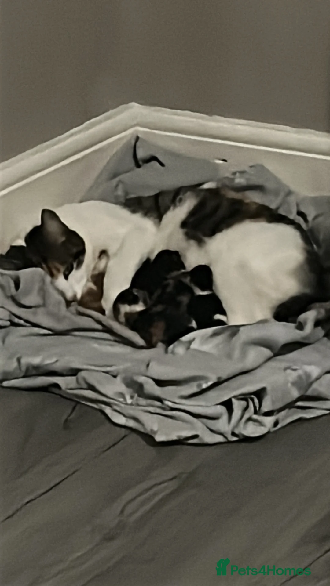 Mixed Breed cats for sale: 4 kittens left - Advert 1