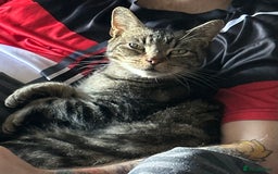 Domestic Shorthair cats for sale: Need to re home two Cat - Image 2