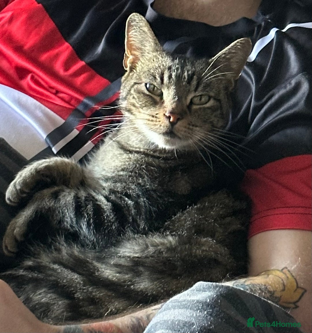 Domestic Shorthair cats for sale: Need to re home two Cat - Image 2
